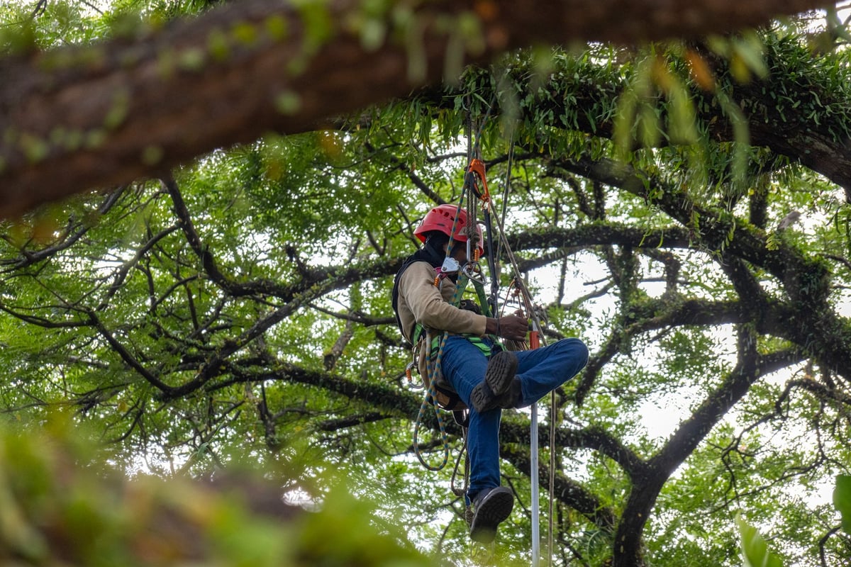 Professional gardener on ladder pruning large palm tree