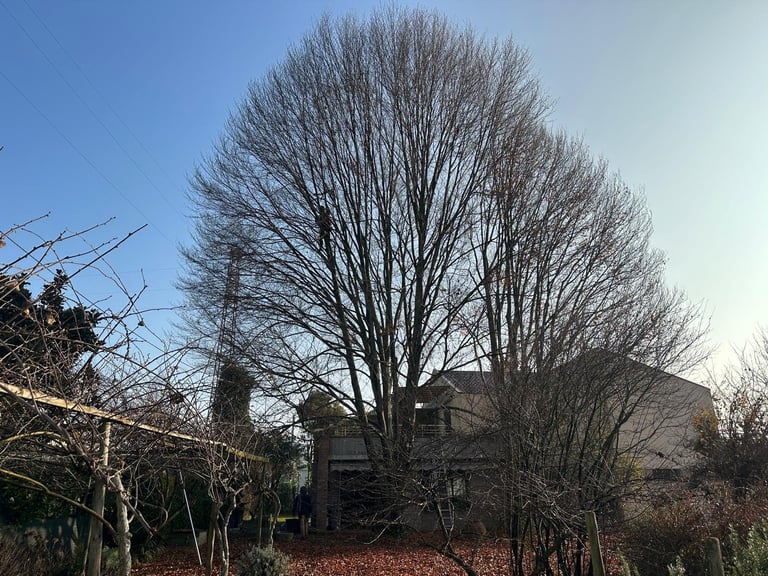 Tall bare tree with dense branches in front of a residential house under clear blue sky