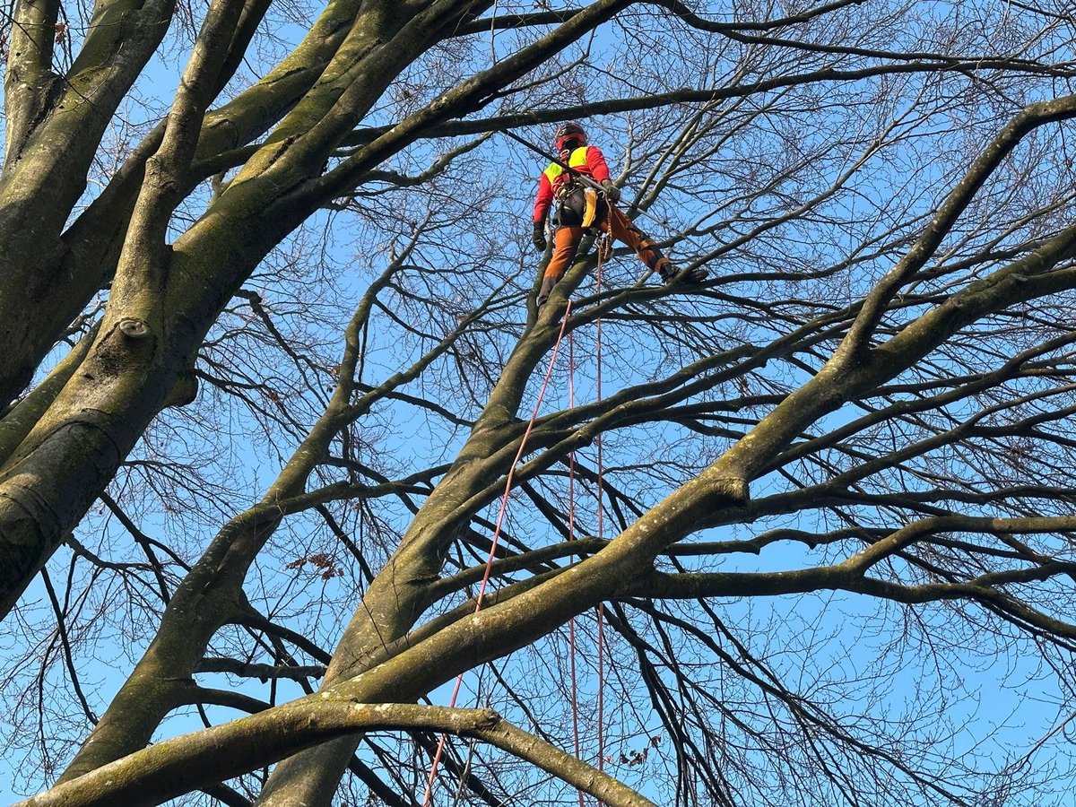 Tree trimmer in safety gear working on large bare tree branches against blue sky