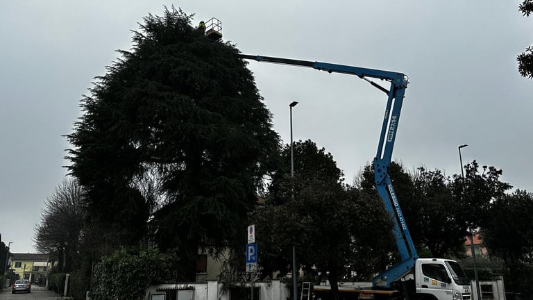 A blue hydraulic lift platform on a truck trims branches from a large overgrown tree on an overcast day
