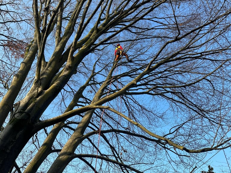 Colorful parrot perched on bare branches of a large tree against blue sky