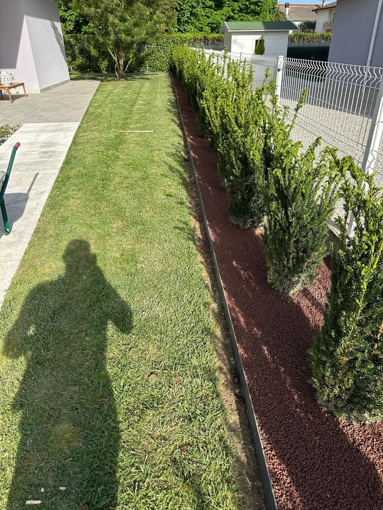 Narrow backyard with manicured green lawn, white picket fence on right, and row of tall evergreen shrubs planted in dark mulch bed along fence