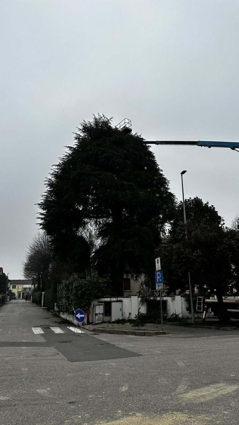 Large overgrown tree being trimmed by a crane with cutting arm in an urban street setting