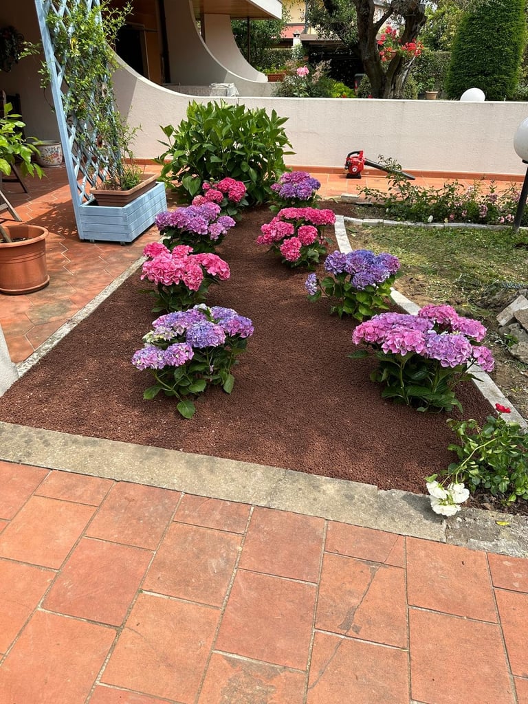 Garden bed with pink and purple hydrangea flowers on brown mulch, bordered by terra cotta patio tiles
